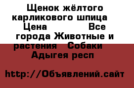 Щенок жёлтого карликового шпица  › Цена ­ 50 000 - Все города Животные и растения » Собаки   . Адыгея респ.